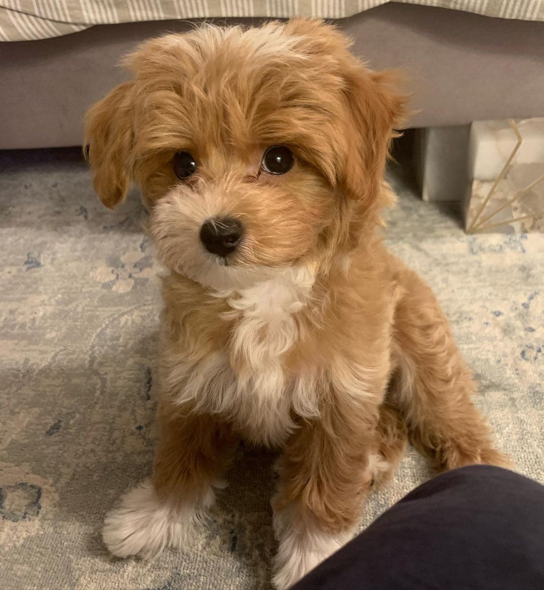 Maltipoo